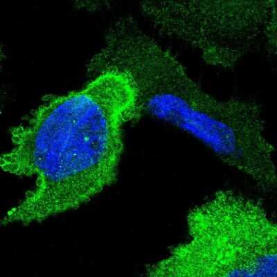 Immunocytochemistry/Immunofluorescence: Annexin A1 Antibody [NBP1-90161] - Staining of human cell line U-251 MG shows localization to plasma membrane and cytosol. Antibody staining is shown in green.