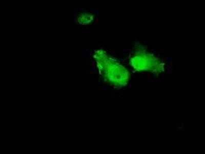 Immunocytochemistry/Immunofluorescence: Annexin A1 Antibody (OTI3A8) - Azide and BSA Free [NBP2-70174] - Staining of COS7 cells transiently transfected by pCMV6-ENTRY Annexin A1.