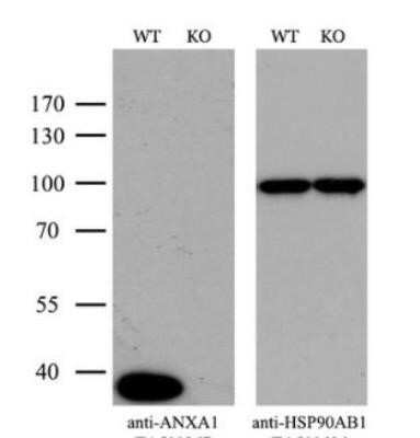 <b>Genetic Strategies Validation. </b>Western Blot: Annexin A1 Antibody (OTI3A8) - Azide and BSA Free [NBP2-70174] - Equivalent amounts of cell lysates (10 ug per lane) of wild-type HeLa cells (WT) and ANXA1-Knockout hela cells (KO) were separated by SDS-PAGE and immunoblotted with anti-ANXA1 monoclonal antibody. Then the blotted membrane was stripped and reprobed with