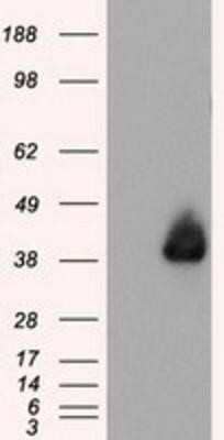 Western Blot: Annexin A1 Antibody (OTI3A8) - Azide and BSA Free [NBP2-70174] - HEK293T cells were transfected with the pCMV6-ENTRY control (Left lane) or pCMV6-ENTRY Annexin A1 (Right lane) cDNA for 48 hrs and lysed. Equivalent amounts of cell lysates (5 ug per lane) were separated by SDS-PAGE and immunoblotted with anti-Annexin A1.