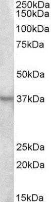 Western Blot: Annexin A1 Antibody [NBP1-18842] - Analysis of Rat Spleen lysate (35ug protein in RIPA buffer).