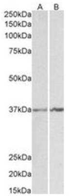 Western Blot: Annexin A1 Antibody [NBP1-18842] - Analysis of K562 (A) and NIH3T3 (B) lysates (35ug protein in RIPA buffer).