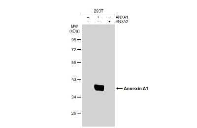 Western Blot: Annexin A1 Antibody [NBP1-33684] - Non-transfected (-) and transfected (+) 293T whole cell extracts (30 ug) were separated by 10% SDS-PAGE, and the membrane was blotted with Annexin A1 antibody diluted at 1:10000. HRP-conjugated anti-rabbit IgG antibody was used to detect the primary antibody.