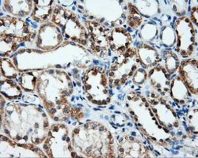 Immunohistochemistry-Paraffin: Annexin A10 Antibody (4D8) [NBP2-02282] - Staining of paraffin-embedded Kidney tissue using anti-Annexin A10 mouse monoclonal antibody.