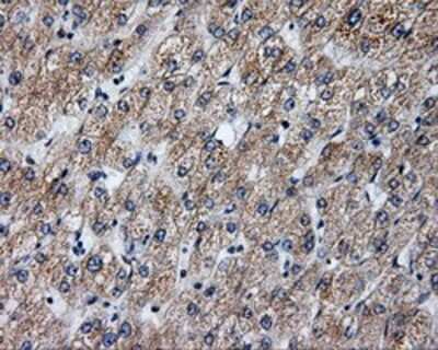 Immunohistochemistry-Paraffin: Annexin A10 Antibody (4D8) [NBP2-02282] - Staining of paraffin-embedded liver tissue using anti-Annexin A10 mouse monoclonal antibody.