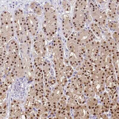 Immunohistochemistry-Paraffin: Annexin A10 Antibody [NBP1-90156] - Staining of human stomach shows moderate to strong nuclear positivity in glandular cells.