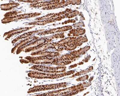 Immunohistochemistry-Paraffin: Annexin A10 Antibody (SC06-02) [NBP2-67600] - Immunohistochemical analysis of paraffin-embedded mouse stomach tissue using anti-Annexin A10 antibody. The section was pre-treated using heat mediated antigen retrieval with sodium citrate buffer (pH 6.0) for 20 minutes. The tissues were blocked in 5% BSA for 30 minutes at room temperature, washed with ddH2O and PBS, and then probed with the primary antibody (ET1610-57, 1/200) for 30 minutes at room temperature. The detection was performed using an HRP conjugated compact polymer system. DAB was used as the chromogen. Tissues were counterstained with hematoxylin and mounted with DPX.