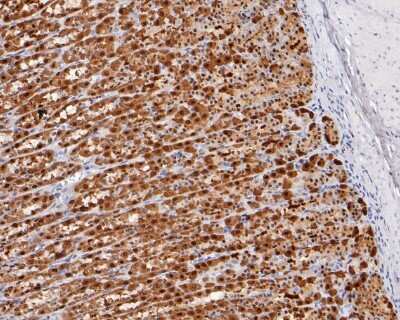 Immunohistochemistry-Paraffin: Annexin A10 Antibody (SC06-02) [NBP2-67600] - Immunohistochemical analysis of paraffin-embedded rat stomach tissue using anti-Annexin A10 antibody. The section was pre-treated using heat mediated antigen retrieval with sodium citrate buffer (pH 6.0) for 20 minutes. The tissues were blocked in 5% BSA for 30 minutes at room temperature, washed with ddH2O and PBS, and then probed with the primary antibody (ET1610-57, 1/200) for 30 minutes at room temperature. The detection was performed using an HRP conjugated compact polymer system. DAB was used as the chromogen. Tissues were counterstained with hematoxylin and mounted with DPX.