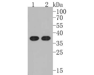 Western Blot: Annexin A10 Antibody (SC06-02) [NBP2-67600] - Western blot analysis of Annexin A10 on different lysates. Proteins were transferred to a PVDF membrane and blocked with 5% BSA in PBS for 1 hour at room temperature. The primary antibody (1/500) was used in 5% BSA at room temperature for 2 hours. Goat An