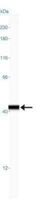 Simple Western: Annexin A10 Antibody [NBP1-90156] - Simple Western lane view shows a specific band for  ANXA10 in 0.2 mg/ml of U-251MG sp lysate.  This experiment was performed under reducing conditions using the 12-230 kDa separation system.