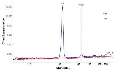 Simple Western: Annexin A10 Antibody [NBP1-90156] - Electropherogram image(s) of corresponding Simple Western lane view. Annexin A10 antibody was used at 1:20 dilution on RT-4 and U-251MG lysate(s).