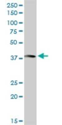 Western Blot: Annexin A10 Antibody [H00011199-D01P] - Analysis of ANXA10 expression in human kidney.