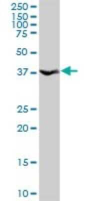 Western Blot: Annexin A10 Antibody [H00011199-D01P] - Analysis of ANXA10 expression in mouse kidney.