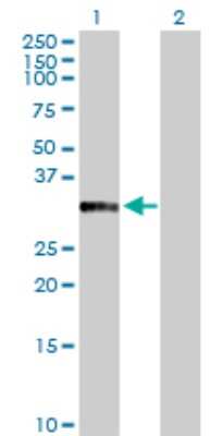 Western Blot: Annexin A10 Antibody [H00011199-D01P] - Analysis of ANXA10 expression in transfected 293T cell line by ANXA10 polyclonal antibody.Lane 1: ANXA10 transfected lysate(37.30 KDa).Lane 2: Non-transfected lysate.