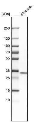 <b>Orthogonal Strategies Validation. </b>Western Blot: Annexin A10 Antibody [NBP1-90156] - Analysis in human stomach tissue.