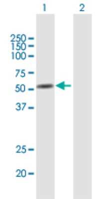 Western Blot: Annexin A11 Antibody [H00000311-B01P] - Analysis of ANXA11 expression in transfected 293T cell line by ANXA11 polyclonal antibody.  Lane 1: ANXA11 transfected lysate(55.55 KDa). Lane 2: Non-transfected lysate.