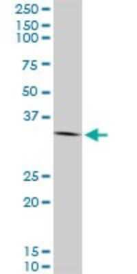 Western Blot: Annexin A2 Antibody (4G8) [H00000302-M08] - Analysis of ANXA2 expression in A-431 (Cat # L015V1).