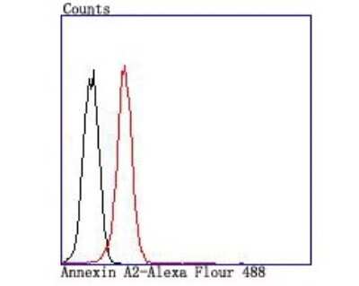 Flow Cytometry: Annexin A2 Antibody (JA42-30) [NBP2-67155] - Analysis of K562 cells with Annexin A2 antibody at 1/100 dilution (red) compared with an unlabelled control (cells without incubation with primary antibody; black).