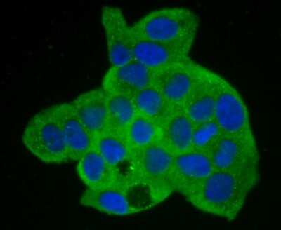 Immunocytochemistry/Immunofluorescence: Annexin A2 Antibody (JA42-30) [NBP2-67155] - Staining Annexin A2 in Hela cells (green). The nuclear counter stain is DAPI (blue). Cells were fixed in paraformaldehyde, permeabilised with 0.25% Triton X100/PBS.