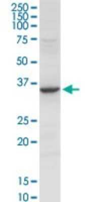 Western Blot: Annexin A2 Antibody [H00000302-D01P] - Analysis of ANXA2 expression in HeLa.