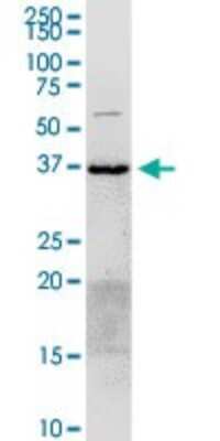 Western Blot: Annexin A2 Antibody [H00000302-D01P] - Analysis of ANXA2 expression in HepG2.