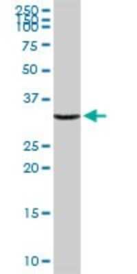 Western Blot: Annexin A2 Antibody [H00000302-D01P] - Analysis of ANXA2 expression in human kidney.