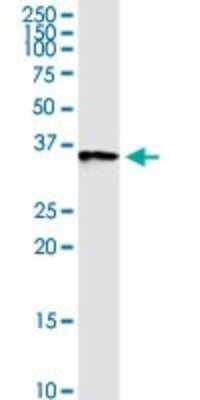 Western Blot: Annexin A2 Antibody [H00000302-D01P] - Analysis of ANXA2 expression in human pancreas.