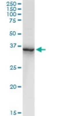 Western Blot: Annexin A2 Antibody [H00000302-D01P] - Analysis of ANXA2 expression in human placenta.