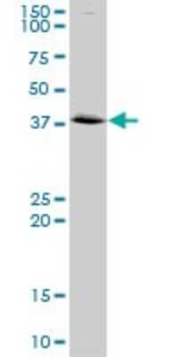 Western Blot: Annexin A2 Antibody [H00000302-D01P] - Analysis of ANXA2 expression in mouse lung.