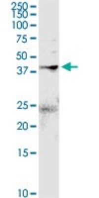 Western Blot: Annexin A2 Antibody [H00000302-D01P] - Analysis of ANXA2 expression in mouse liver.