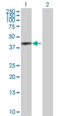 Western Blot: Annexin A2 Antibody [H00000302-D01P] - Analysis of ANXA2 expression in transfected 293T cell line by ANXA2 polyclonal antibody.Lane 1: ANXA2 transfected lysate(40.40 KDa).Lane 2: Non-transfected lysate.