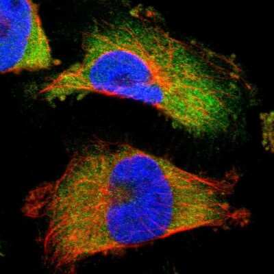 <b>Orthogonal Strategies Validation. </b>Immunocytochemistry/Immunofluorescence: Annexin A3 Antibody [NBP1-90154] - Staining of human cell line U-251 MG shows localization to cytosol. Antibody staining is shown in green.