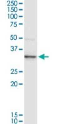 Western Blot: Annexin A3 Antibody [H00000306-D01P] - Analysis of ANXA3 expression in Hela S3 NE.