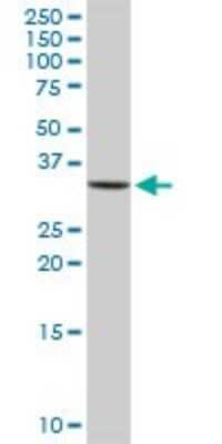 Western Blot: Annexin A3 Antibody [H00000306-D01P] - Analysis of ANXA3 expression in human kidney.