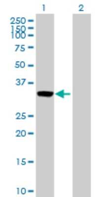 Western Blot: Annexin A3 Antibody [H00000306-D01P] - Analysis of ANXA3 expression in transfected 293T cell line by ANXA3 polyclonal antibody.Lane 1: ANXA3 transfected lysate(36.40 KDa).Lane 2: Non-transfected lysate.