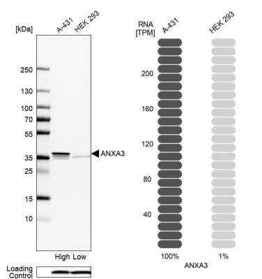 Western Blot: Annexin A3 Antibody [NBP1-90154] - Analysis in human cell lines A-431 and HEK293. Corresponding RNA-seq data are presented for the same cell lines. Loading control: Anti-COX4I1.