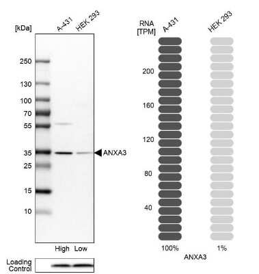 <b>Orthogonal Strategies Validation. </b>Western Blot: Annexin A3 Antibody [NBP1-90155] - Analysis in human cell lines A-431 and HEK293 using anti-ANXA3 antibody. Corresponding ANXA3 RNA-seq data are presented for the same cell lines. Loading control: anti-COX4I1.