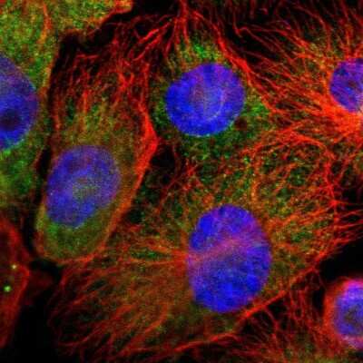 <b>Orthogonal Strategies Validation. </b>Immunocytochemistry/Immunofluorescence: Annexin A4 Antibody [NBP1-90151] - Immunofluorescent staining of human cell line U-251 MG shows localization to cytosol.