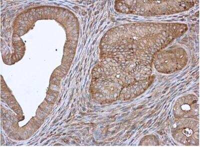 Immunohistochemistry-Paraffin: Annexin A4 Antibody [NBP1-31751] - Paraffin-embedded mouse cervix.  Annexin IV antibody diluted at 1:500.