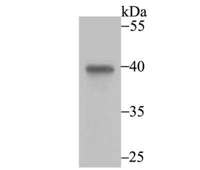 Western Blot: Annexin A4 Antibody (JG37-83) [NBP2-76976] - Western blot analysis of Annexin IV on human liver tissue lysate using anti-Annexin IV antibody at 1/2,000 dilution.