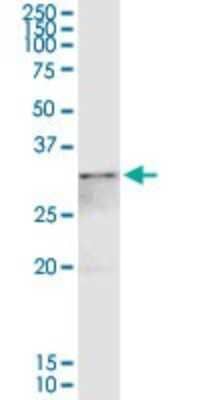 Western Blot: Annexin A4 Antibody [H00000307-D01P] - Analysis of ANXA4 expression in PC-12.