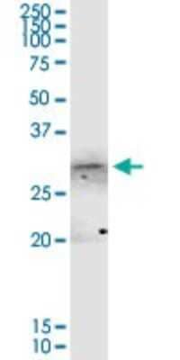 Western Blot: Annexin A4 Antibody [H00000307-D01P] - Analysis of ANXA4 expression in Raw 264.7.