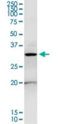 Western Blot: Annexin A4 Antibody [H00000307-D01P] - Analysis of ANXA4 expression in K-562.