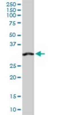 Western Blot: Annexin A4 Antibody [H00000307-D01P] - Analysis of ANXA4 expression in human stomach.