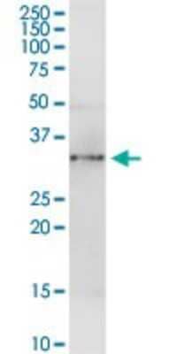 Western Blot: Annexin A4 Antibody [H00000307-D01P] - Analysis of ANXA4 expression in mouse brain.