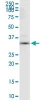 Western Blot: Annexin A4 Antibody [H00000307-D01P] - Analysis of ANXA4 expression in rat brain.