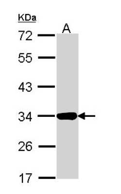 Western Blot: Annexin A4 Antibody [NBP1-31751] - Sample (30 ug of whole cell lysate) A: Hep G2 10% SDS PAGE; antibody diluted at 1:1000.