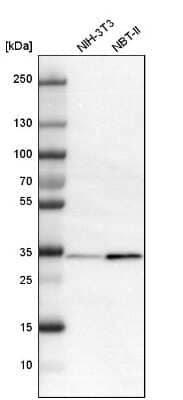 Western Blot: Annexin A4 Antibody [NBP1-90151] - Analysis in mouse cell line NIH-3T3 and rat cell line NBT-II.