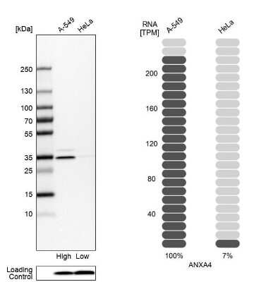 Western Blot: Annexin A4 Antibody [NBP1-90151] - Analysis in human cell lines A-549 and HeLa using anti-ANXA4 antibody. Corresponding ANXA4 RNA-seq data are presented for the same cell lines. Loading control: anti-COX4I1.