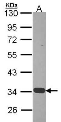 Western Blot: Annexin A4 Antibody [NBP2-15409] - Sample (30 ug of whole cell lysate) A: Hep G2 10% SDS PAGE Annexin IV antibody, antibody diluted at 1:1000.